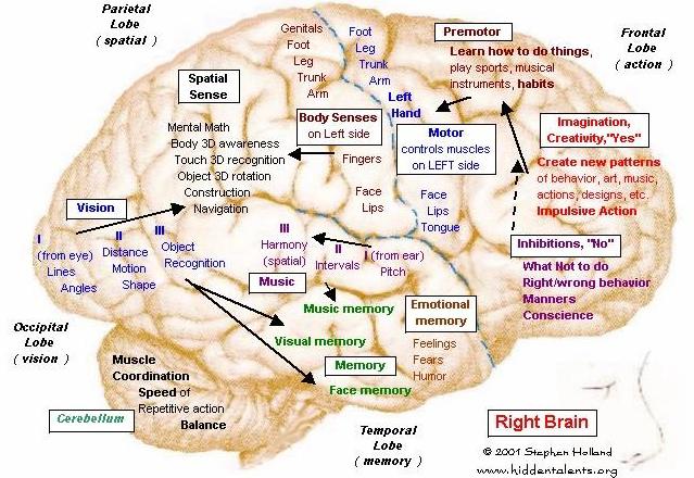 Hidden Talents--Brain 11 Right brain
